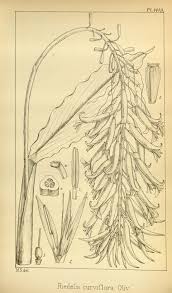 Image result for Seidelia