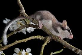 Un appel aux Normands pour localiser le lérot, petit rongeur surnommé le  bandit masqué