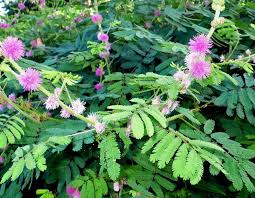 Image result for Mimosa invisa