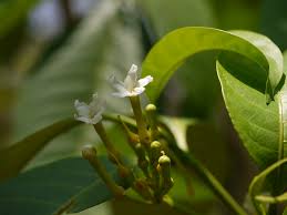 Image result for Tabernaemontana penduliflora