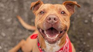 100 Nombres Para Perros Muy Originales Hogarmania