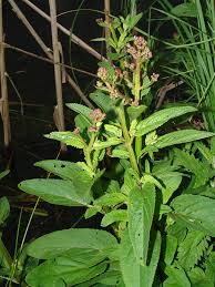 Image result for Diclis ovata