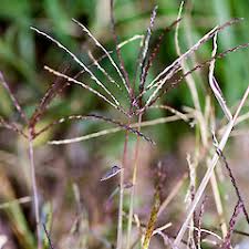 Image result for Digitaria debilis