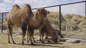 The bactrian camels had been used for riding and transportation along the silk road since the 17th century. Make It Happen Double Hump Camels Right Out Of A Facebook