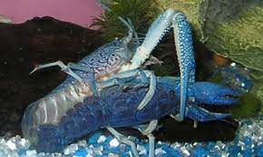 Blue Crayfish Detailed Guide Care Diet And Breeding Shrimp And Snail Breeder