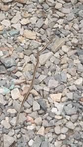 Image result for Nephrangis filiformis