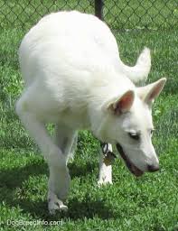 The white color in a german shepherd is recognized as a standars color within the gsd breed. American White Shepherd Dog Breed Pictures 1
