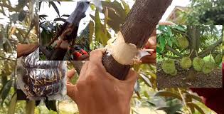 Pokok bunga lily ni memang tak rajin berbunga. Rahsia Pokok Durian Kerdil Berbuah Seawal 2 Tahun Melalui Kaedah Cangkuk Susu My Info Berita