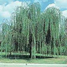 Weeping Willow Direct Gardening