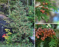 Image result for Hetaeria occidentalis