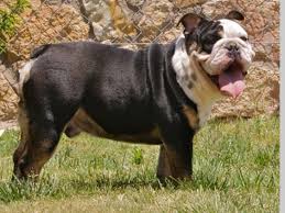 This man has looks and charm very compact, broad chest, thick rope and solid frame structure!! English Bulldog Studs Midwest Bulldogs