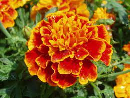 Maybe you would like to learn more about one of these? Inilah Arti Bunga Marigold Yang Anda Harus Ketahui
