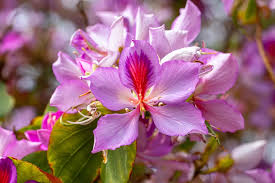Image result for Bauhinia macrantha