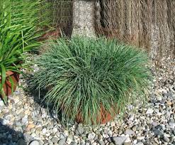 Image result for Koeleria