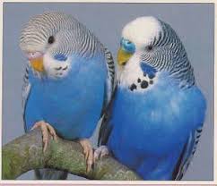 Types Of Pet Birds And Information Pet Birds Types Of Pet Birds Budgies