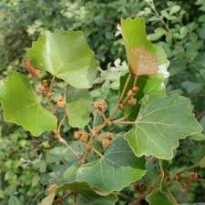 Image result for Rhoicissus tomentosa