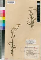 Image result for Heliotropium ciliatum