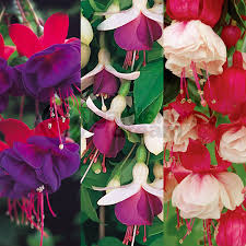 Maybe you would like to learn more about one of these? Fuchsia Trailing Mix 6 Jumbo Plug Plants For Garden Hanging Baskets Tubs Plants From Gardeners Dream Uk