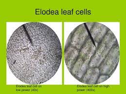 To see plant cells and blood cells close up, you only need a 40x objective. Ppt Comparing Animal And Plant Cell Microscope Lab Powerpoint Presentation Id 842712