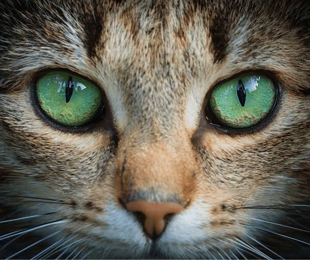 How Cats See and Why They Stare - Ultimates