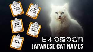 The secret is to stick to something short and pack on lots of. Japanese Cat Names 130 Top Drawer Male And Female Names With Meanings Petmoo