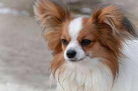 Ein hund ist nicht nur einfach ein tier, welches man sich nach hause holt. Hund Zwerg Spaniel Papillon Tier Suss Portrat Tierportrat Klein Charmant Haustier Natur Pikist
