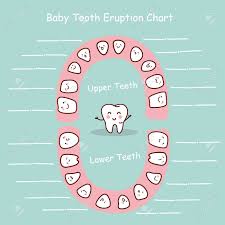 Baby Tooth Chart Eruption Record Great For Health Dental Care