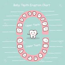 baby tooth chart eruption record great for health dental care