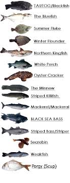 Scottsbt Com Fish Id A Guide To East Coast Fishes