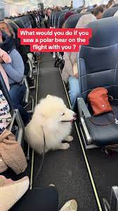 Samoyed Puppy Flying on a Plane: Your Reaction? | TikTok