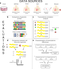 Maybe you would like to learn more about one of these? Evaluating Cell Lines As Models For Metastatic Breast Cancer Through Integrative Analysis Of Genomic Data Nature Communications