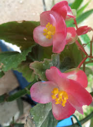 las flores de la alas de angel plants