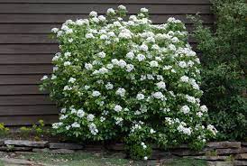 Evergreen and easy to grow with fragrant leaves & flowers it's perfect for mexican orange blossom or choisya ternata has the award of garden merit from the rhs. Choisya Ternata Landscape Plants Oregon State University