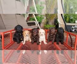 Feel free to browse hundreds of active classified puppy for sale listings, from dog. View Ad Labradoodle Litter Of Puppies For Sale Near California Fresno Usa Adn 193760
