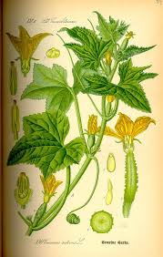 Flora Von Deutschland Osterreich Und Der Schweiz 1885 Pflanzenzeichnung Botanische Zeichnung Botanische Abbildungen