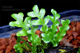 Image result for Drynaria volkensii