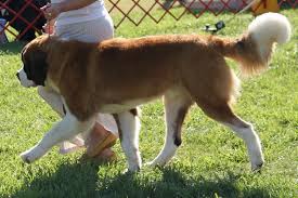 Saint Bernard Breed Information Saint Bernard Images Saint