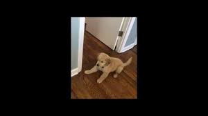Golden retriever puppies are adorable and if you are buying one of your own, sometimes making a choice can be difficult. Golden Retriever Puppy Fights His Mirror Reflection