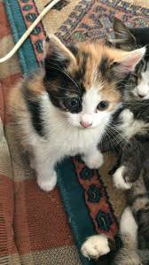 Cat Kedi 2020 Kediler Ve Yavrulari Sevimli Kediler Komik Hayvan