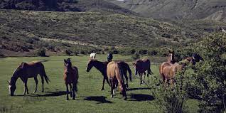 Any country argentina armenia australia austria azerbaijan bangladesh belarus belgium bosnia. Argentine Criollos The World S Most Dependable Horse Estancia Ranquilco