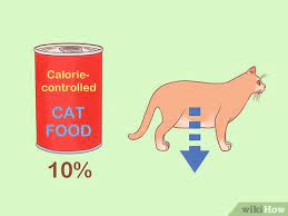 Before you focus too much on the amount, start by meal feeding. 4 Ways To Put Your Cat On A Diet Wikihow