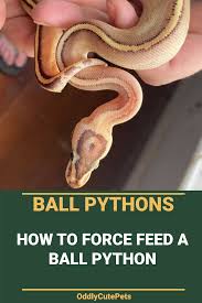 How To Force Feed A Ball Python In 2020 Ball Python Python Ball Python Care