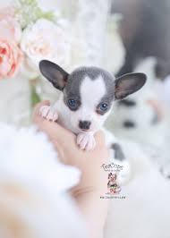 Chihuahua in dogs & puppies for sale. Blue Chihuahua Breeder Florida Teacup Puppies Boutique