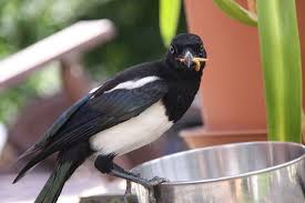 Heimische Vogel Die Elster Heimische Vogel Elster Einheimische Vogel