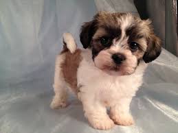 They also gained fame as tiny palace guards, skilled at barking at people who listened at palace doors. 2012 Puppies For Sale Shih Tzu Bichons Sable And White