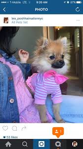 We provide care to dogs, cats, birds, reptiles, and a variety of small mammal pets from dwarf hamsters to pot bellied pigs in peoria, il and the surrounding areas. All Pets Veterinary Care Corp Closed 56 Reviews Pet Stores 21 79 Steinway St Steinway Astoria Ny Phone Number
