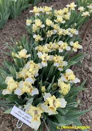 MdbJollyJoey < Main/Mdb < Iris Wiki