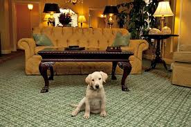 Check spelling or type a new query. 12 Best Pet Friendly Hotels In Nashville Tn Planetware