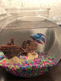 Please Help Betta Jerky Movements Hiding Betta Fish Forum 427495