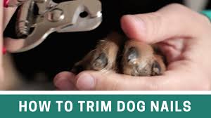 But if you're trying to save money or keep nails trimmed between appointments, it could be beneficial to learn how to cut a dog's nails. How To Trim Dog Nails With Clippers And File The Alternative Cut Line Youtube